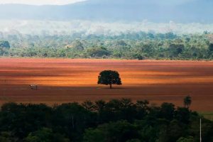 Read more about the article Restauração de Cerrado e Mata Atlântica pode gerar sequestro de carbono com baixo risco e bom custo-benefício